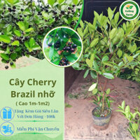 Cây cherry ( chery) Brazil choai cao 80-120cm gốc to cây nhanh cho trái bầu rễ ổn định