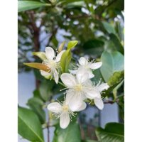 Cây 🌲 Cherry lớn 1m6 Đang hoa)