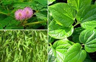 Cây Chìa Vôi, cây Dền Dai, cây Lá Lốt, cây Cỏ Xước, cây Xấu Hổ, cây Tầm Gửi Gạo – Thảo dược Bách An Khang  JD239 – Bách An Khang | Bachankhang.com | Thế giới thảo dược, đông trùng hạ thảo, yến sào Khánh Hòa