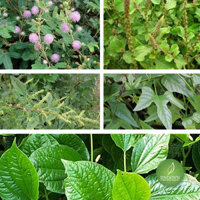 Cây chìa vôi, cây dền gai, cây lá lốt, cây cỏ xước, cây xấu hổ, cây tầm gửi gạo - Thảo dược xanh số 1 Jindo.vn  JD239