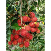 Cây chôm chôm ghép siêu sớm