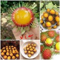 CÂY CHÔM CHÔM RUỘT VÀNG