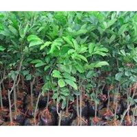 Cây Chôm Chôm Thái ghép gốc to. HÀNG CHUẨN - BAO ĐỔI TRẢ