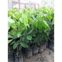 Cây Chôm Chôm Thái ghép gốc to. (mua nhiều có giá sỉ 0354736301)