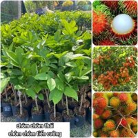 Cây Chôm Chôm Thái [ Siêu Sớm ] (Freeship Xtra, Voucher Xtra +)