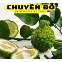 Cây CHÚC AN GIANG, CHANH THÁI, CHANH LÁ SỐ 8, CÂY TRÚC 60CM