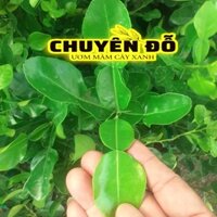 Cây chúc giống, chanh thái, chanh lá số 8, chúc 7 núi 70cm