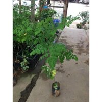 Cây chùm ngây giống, cây cao 0,8-1,2m, gửi đi nguyên bầu thân to cực đẹp