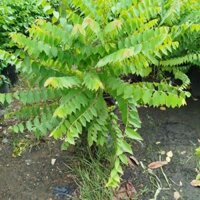 Cây Chùm Ruột Ngọt ( Chùm Ruột Ngọt cho sai trái)