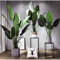 Cây Chuối Cảnh 1m6 Kèm Chậu