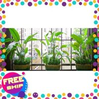 CÂY CHUỐI CẢNH bầu lớn - CÂY PHONG THỦY - GỬI ĐI NGUYÊN BẦU + Tặng 02 cây nhót ngọt