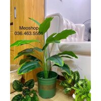 Cây chuối cảnh cao 1m tặng chậu xanh