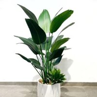 Cây chuối cảnh - chuối xẻ quạt (Cao 1M6,10 lá) lá nhám