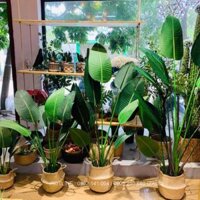 Cây chuối cảnh( giả)