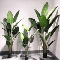 Cây chuối cảnh giả