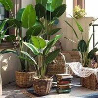 Cây chuối cảnh giả