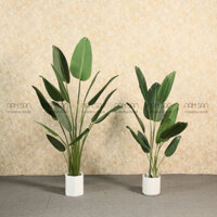 Cây chuối cảnh Trang trí Decor