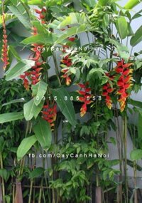 Cây Chuối Hoa Pháo