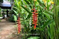 Cây chuối hoa tràng pháo