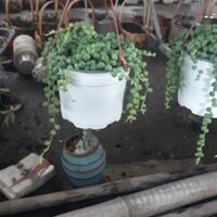 Cây chuỗi ngọc cheo