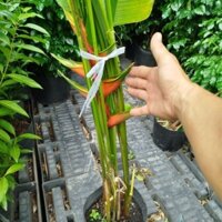 Cây Chuối Pháo ( chuối mỏ phượng) sẵn hoa