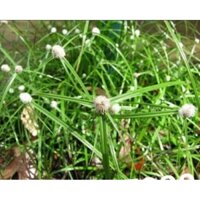 cây cỏ bạc đầu tươi,1kg