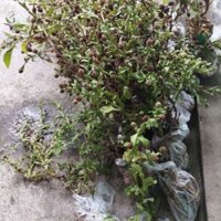 Cây cỏ chân vịt khô 500g