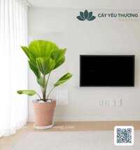 Cây cọ Chậu đất nung trồng cây loại lớn