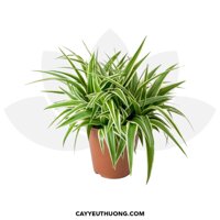 Cây cỏ lan chi (dây nhện) | không kèm chậu