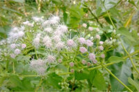 Cây Cỏ Lào: Loài Cây Thân Thuộc Với Nhiều Tác Dụng Y Học