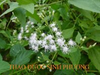 Cây Cỏ Lào