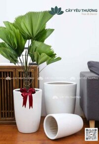 Cây cọ lớn chậu sứ lớn cao cấp,sang trọng