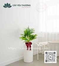 Cây cọ mini Chậu đá mài trụ tròn 25 x 50 cm