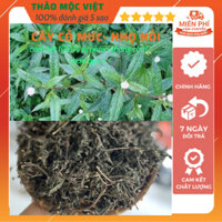 cây cỏ mực- nhọ nồi khô,sạch,thơm