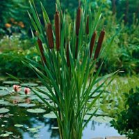 Cây Cỏ Nến
