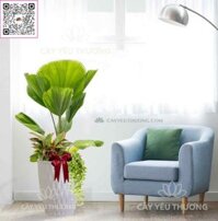 Cây cọ nhật - Chậu nhựa trồng cây cỡ lớn