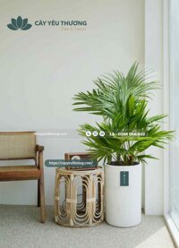 Cây cọ ta kiểng Chậu Xi Măng Đá Mài trụ tròn 40x60cm