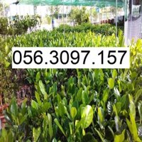 Cây Cóc Thái Lan Lùn - ĐHNN1 + Tặng 01 cây dâu da đất ( bòn bon)