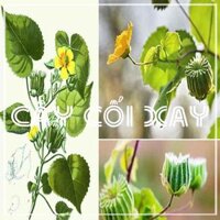 CÂY CỐI XAY khô sạch đóng gói 500gram