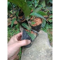 cây cơm nếp