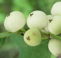 Cây Cơm Nguội - Hỗ trợ bệnh viêm gan, phong thấp, tê nhức xương khớp, viêm da JINDO