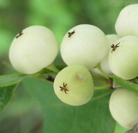 Cây Cơm Nguội – Thảo dược Bách An Khang BAK829 – Bách An Khang | Bachankhang.com | Thế giới thảo dược, đông trùng hạ thảo, yến sào Khánh Hòa