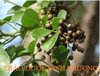 Cây Cơm Nguội