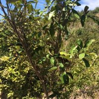 Cây cù đèn - trục Ứ sản dịch sau sinh, sau phá thai,...