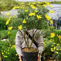 Cây Cúc Hoạ Mi Thân Gỗ Bonsai - Cúc Trường Thọ Sống Lâu Dễ Chăm Sóc Jun Garden