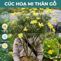 Cây Cúc Hoạ Mi Thân Gỗ JUN GARDEN bonsai hoa vàng