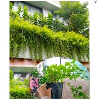 Cây Cúc Tần Ấn Độ