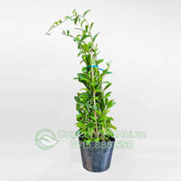 Cây cúc tần Ấn Độ