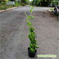 Cây Cúc Tần Ấn Độ