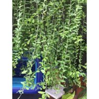 Cây Cúc tần Ấn Độ,xanh-mát-đẹp-độc-lạ